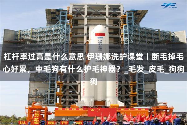 杠杆率过高是什么意思 伊珊娜洗护课堂丨断毛掉毛心好累，中毛狗有什么护毛神器？_毛发_皮毛_狗狗